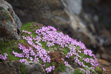 Mountain flowers