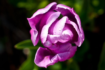Fototapeta na wymiar tulipan kwiat różowy
