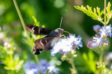 Titan Sphinx moth on Greg's Mist Flower