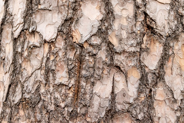 Old pine tree bark texture, wooden background