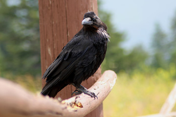 Raven on a Fence