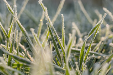 Vereiste Wiese taut langsam im Sonnenschein auf
