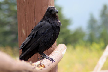 Raven on a Fence