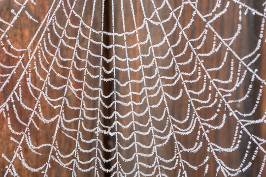 Vereistes Spinnennetz nach winterlichen Wetterumschwung
