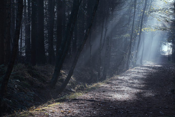 sunbeams over  dark autumn foggy forest path