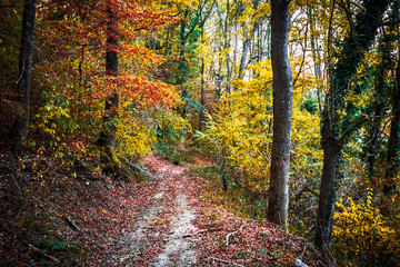 Autumn forest scenery with beautiful colors. Forest footpath covered with fallen leaves.