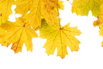 Yellow and brown autumn leaves on a tree branch on a white isolated background. Place for text