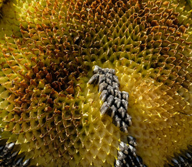 Sonnenblumenkerne in der Sonnenblume