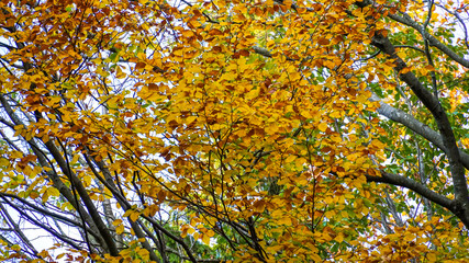autumn leaves on tree
