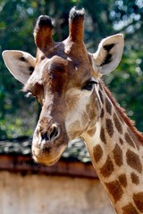 Head of giraffe
