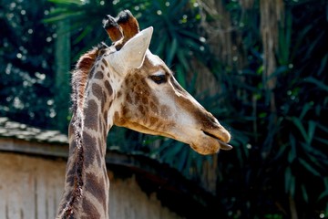 Head of giraffe