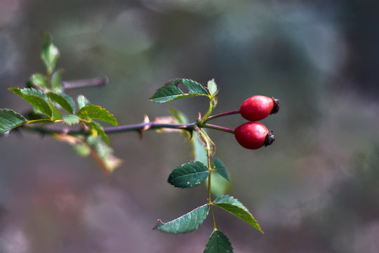Red fruits on a branch with leaves