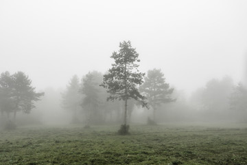 Obraz na płótnie Canvas un sapin isolé dans le brouillard