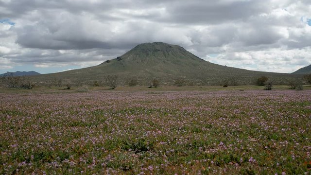 Timelapse of Purple Wildflower Superbloom at Bell Mountain in Mojave Desert