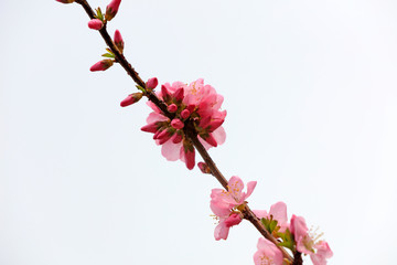 Obraz premium Flowering plum flowers