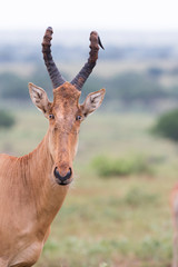 Portrait of Jackson´s Hartebeest antelope