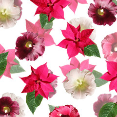 Beautiful floral background of mallow and poinsettia. Isolated