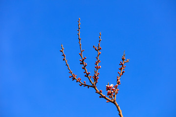 Apricot flower in the blue sky