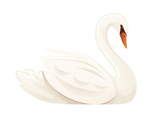 White swan largest flying bird swim on water cartoon animal design flat vector illustration isolated on white background