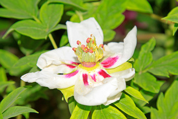 White peony in a garden