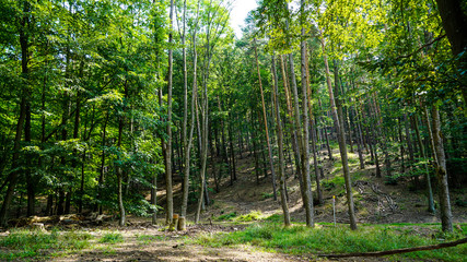 trees in the forest