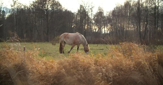 Brown horse eating grass in the meadow