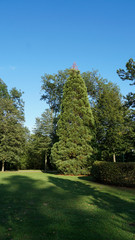 trees in park