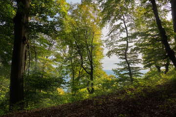 Obraz premium A view through autumnal trees on the wide sea in the background. A forest near the cliff of the high chalk rocks on the German Baltic Sea island Ruegen. Sunbeams and some haze.