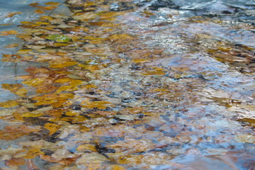 Image of fallen leaves on the water surface of the fountain