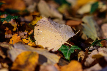 Autumn trees and leaves foliage, Kosutnjak park in Belgrade, Serbia