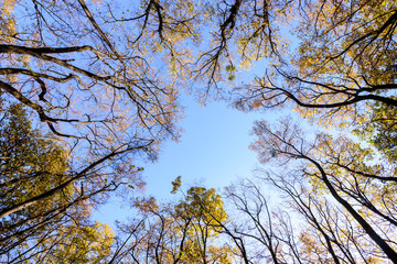 Autumn trees and leaves foliage, Kosutnjak park in Belgrade, Serbia