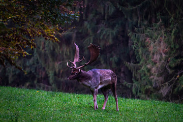 Hirsch im Wald © Ben.Photoholic