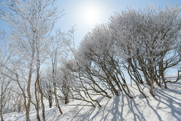 黒檜山の山頂付近の樹氷