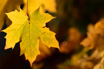 Closeup of golden shining maple leaves in autumn in front of dark background