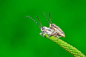 longicorn