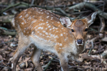 Deer in Nara, Japan