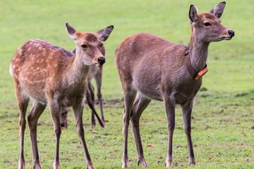 Deer in Nara, Japan