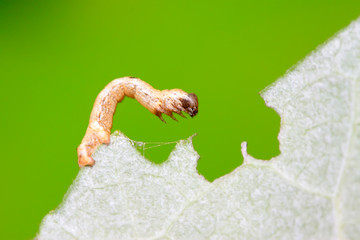 Geometridae on plant