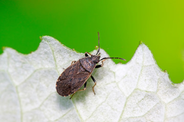 stinkbug on plant