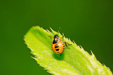 stinkbug on plant