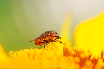 Stomorhina obsoleta