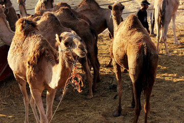 Camels in the village of the Bedouins, the desert in Israel.