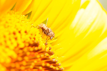 Eristalis arvorum on plant