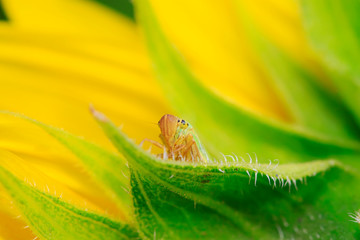 Cicadella viridis on plant