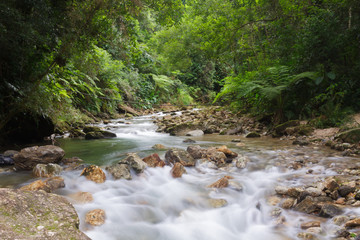 Obraz premium Rio na Floresta