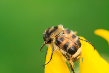 trichiidae insects on plant