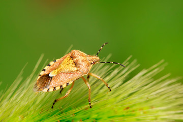 stinkbug on green leaf