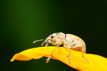 weevil on plant