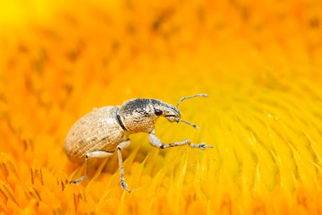 weevil on plant