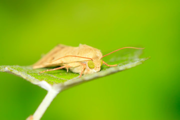 Moth insects on plant